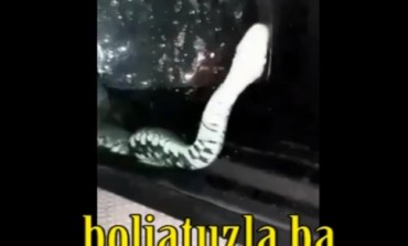 Horor u Živinicama -Zmija im pokušala ući u auto u vožnji (VIDEO)