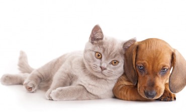 Ko je srećniji: Vlasnici pasa ili vlasnici mačaka? Naučnici kažu...