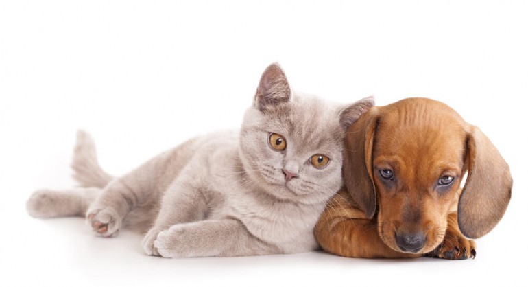 Ko je srećniji: Vlasnici pasa ili vlasnici mačaka? Naučnici kažu…