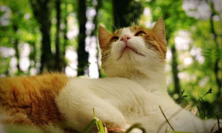 Mitovi o mačkama u koje mnogi vjeruju