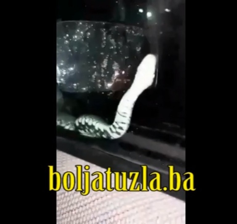 Horor u Živinicama -Zmija im pokušala ući u auto u vožnji (VIDEO)