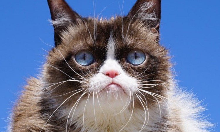 Umrla najpopularnija mačka na internetu